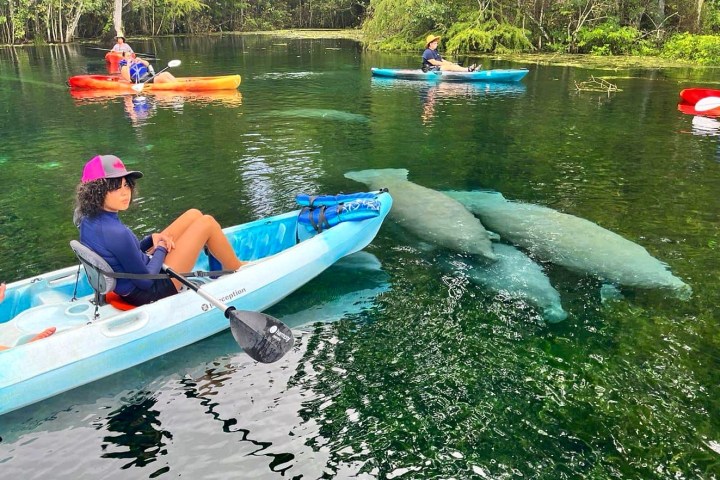 Kayakers in clear water with manatees swimming below.