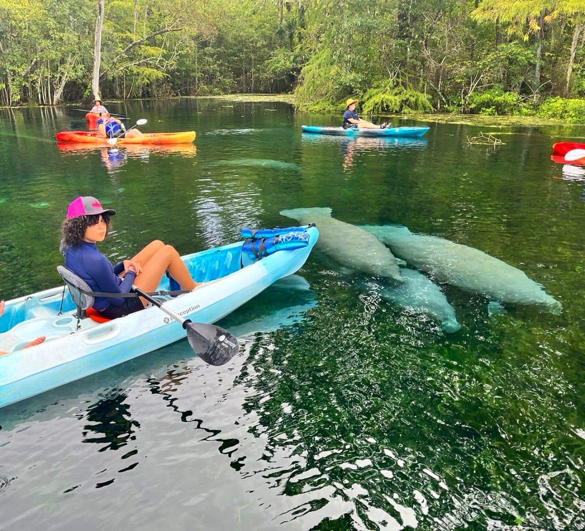 Kayakers in clear water with manatees swimming below.