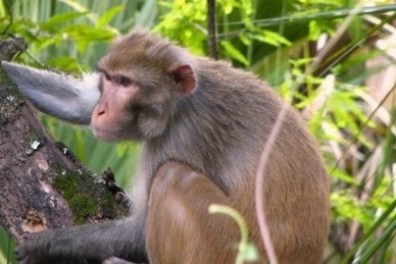 Monkey sitting on a tree branch in a forested area.