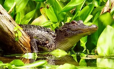 Alligator resting on log surrounded by green vegetation in water.